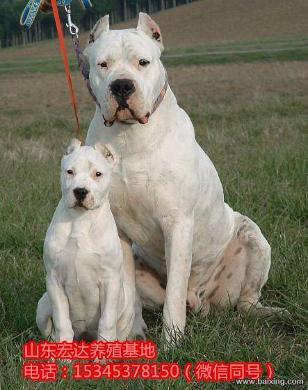 纯种杜高犬 幼犬 会打猎 捕捉野猪 速度快耐力好